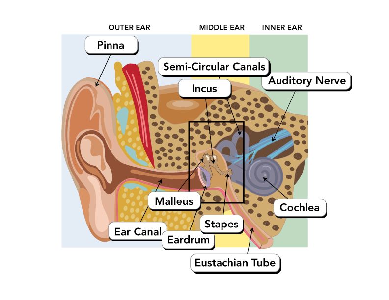 Anatomy Of The Ear From Our Experts 